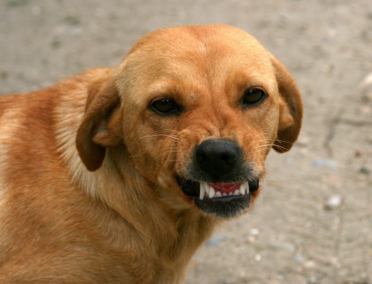 Baring of Teeth (image credits: pixabay)