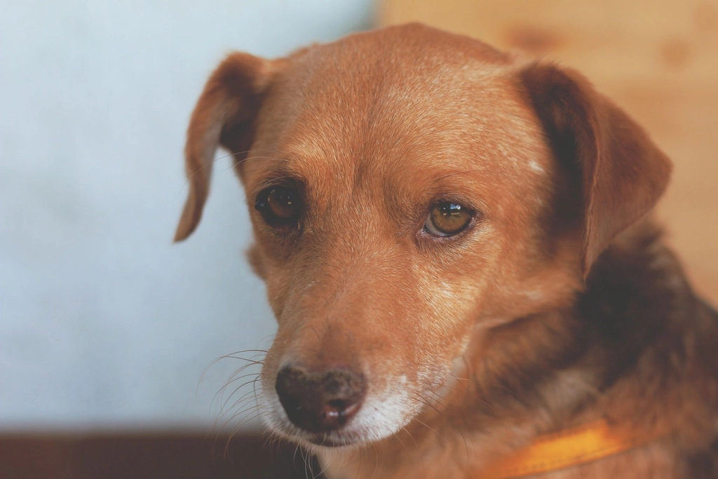 Direct Stare (image credits: rawpixel)