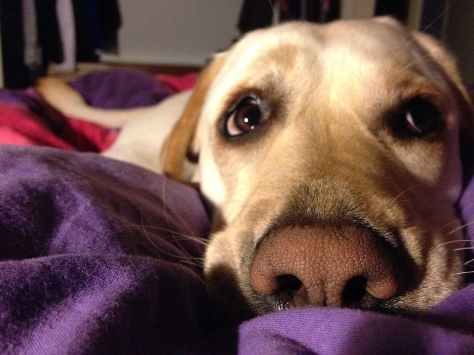 Understanding Your Dog's Anxiety (image credits: wikimedia)