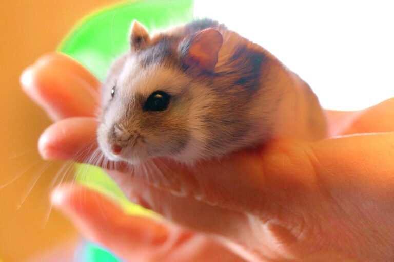Unlocking the Joy: How to Train Your Hamster to Play With You