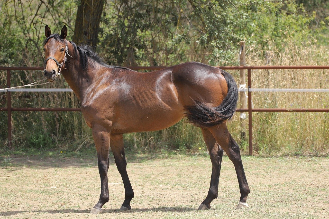 Thoroughbred (image credits: pixabay)