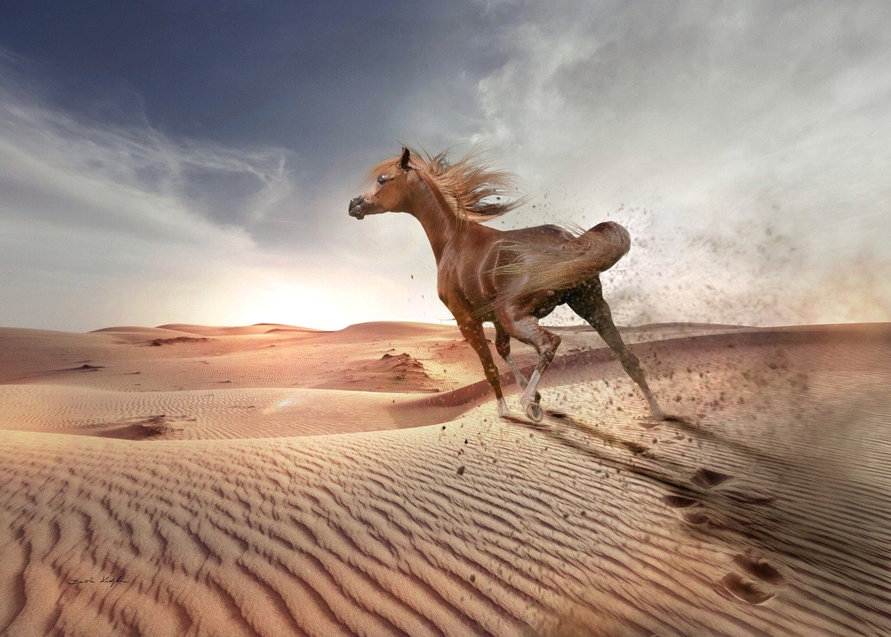 Arabian (image credits: pixabay)