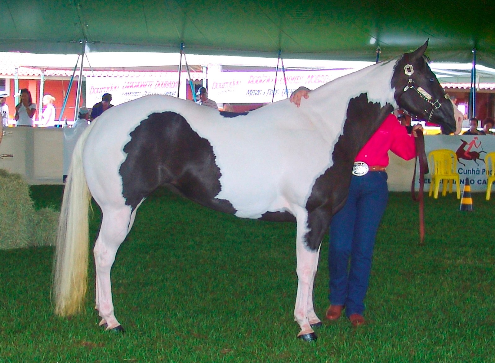 American Paint Horse (image credits: wikimedia)