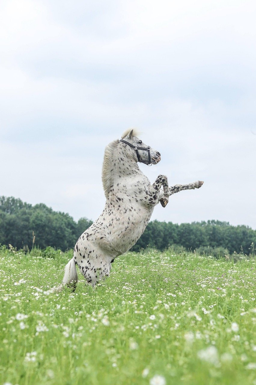 Appaloosa (image credits: pixabay)