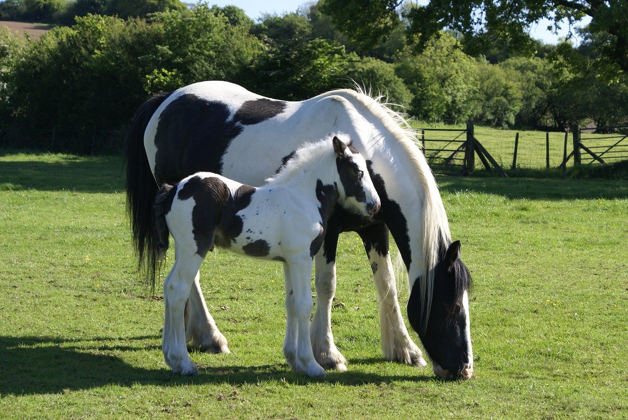 Gypsy Vanner (image credits: pixabay)