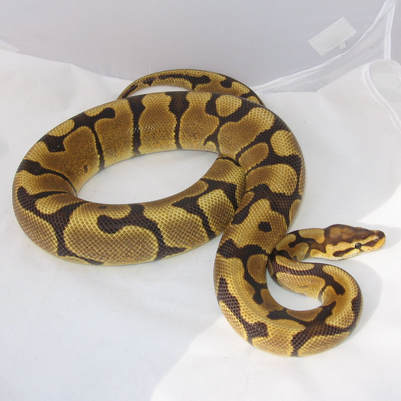 Establishing a Routine (image credits: wikimedia)