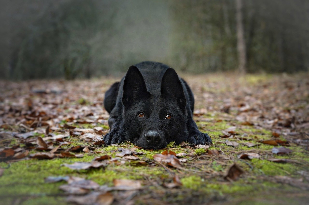 Training and Socialization (image credits: pixabay)