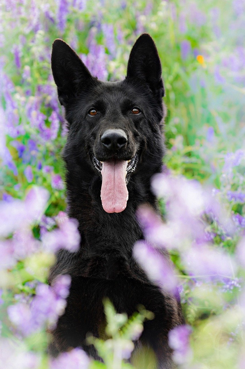 Grooming Requirements (image credits: pixabay)