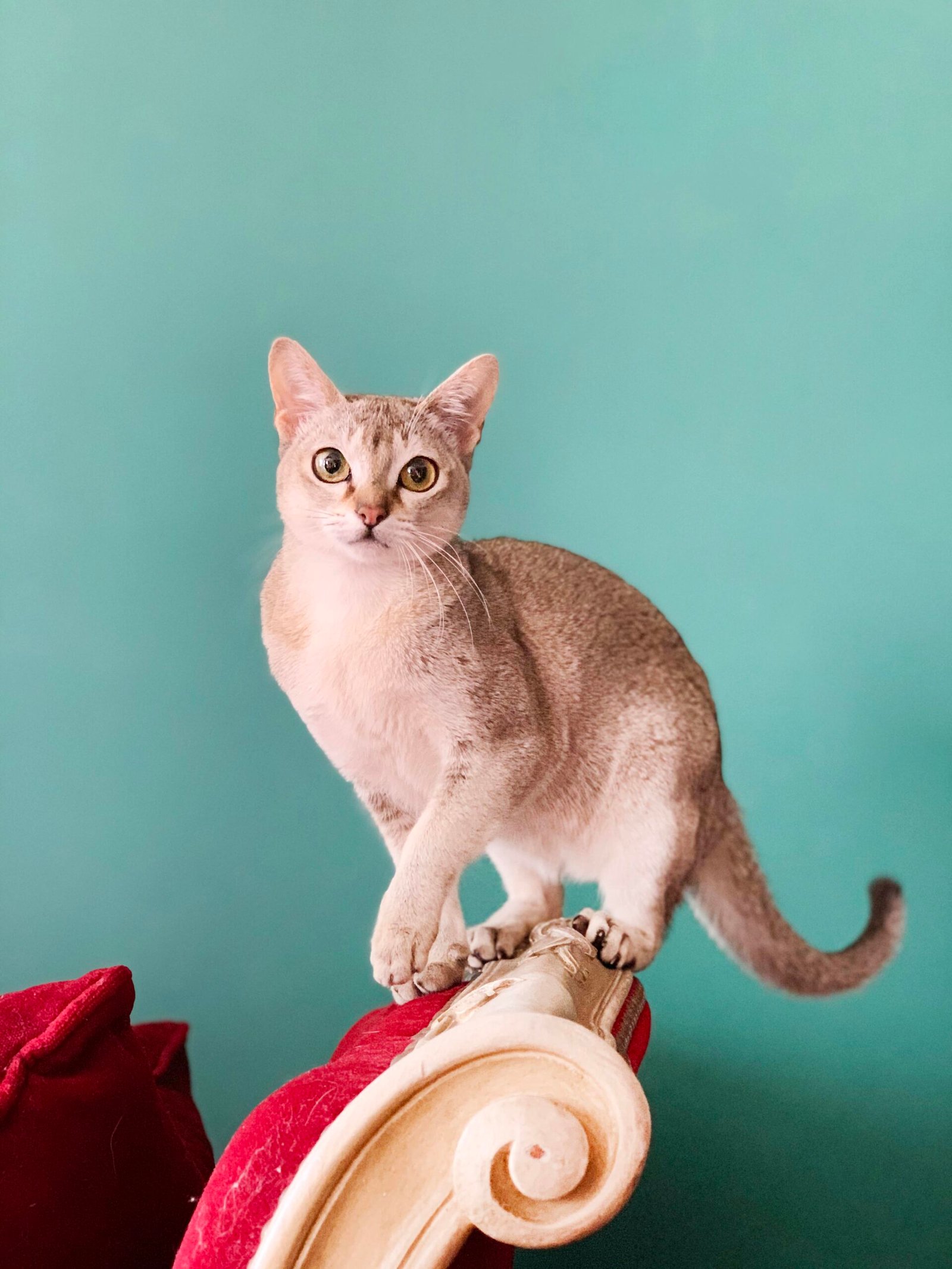 Singapura: The Tiny Powerhouse (image credits: wikimedia)