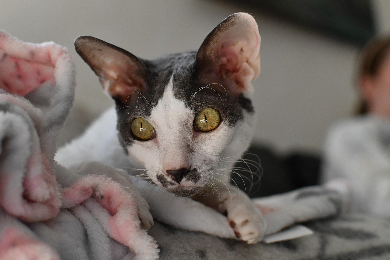 Cornish Rex: The Forever Kitten (image credits: pixabay)