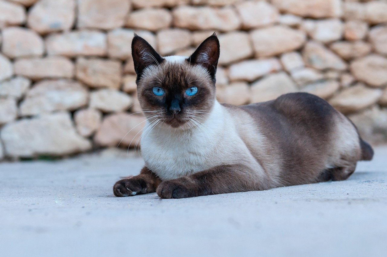 Siamese: The Sleek and Small (image credits: pixabay)