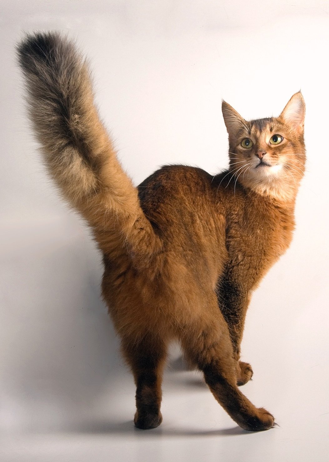 Somali Cat: The Eternal Kitten  (image credits: wikimedia)