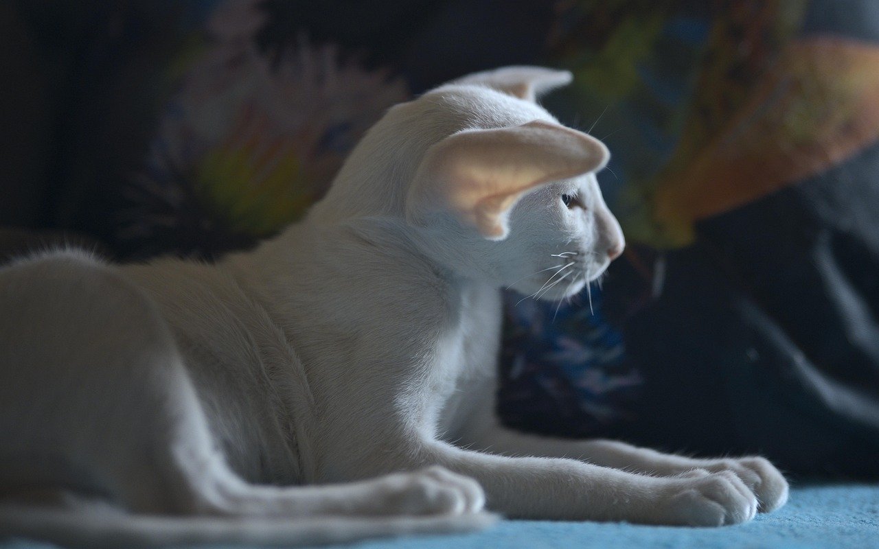 Oriental Shorthair: The Sleek Entertainer (image credits: pixabay)