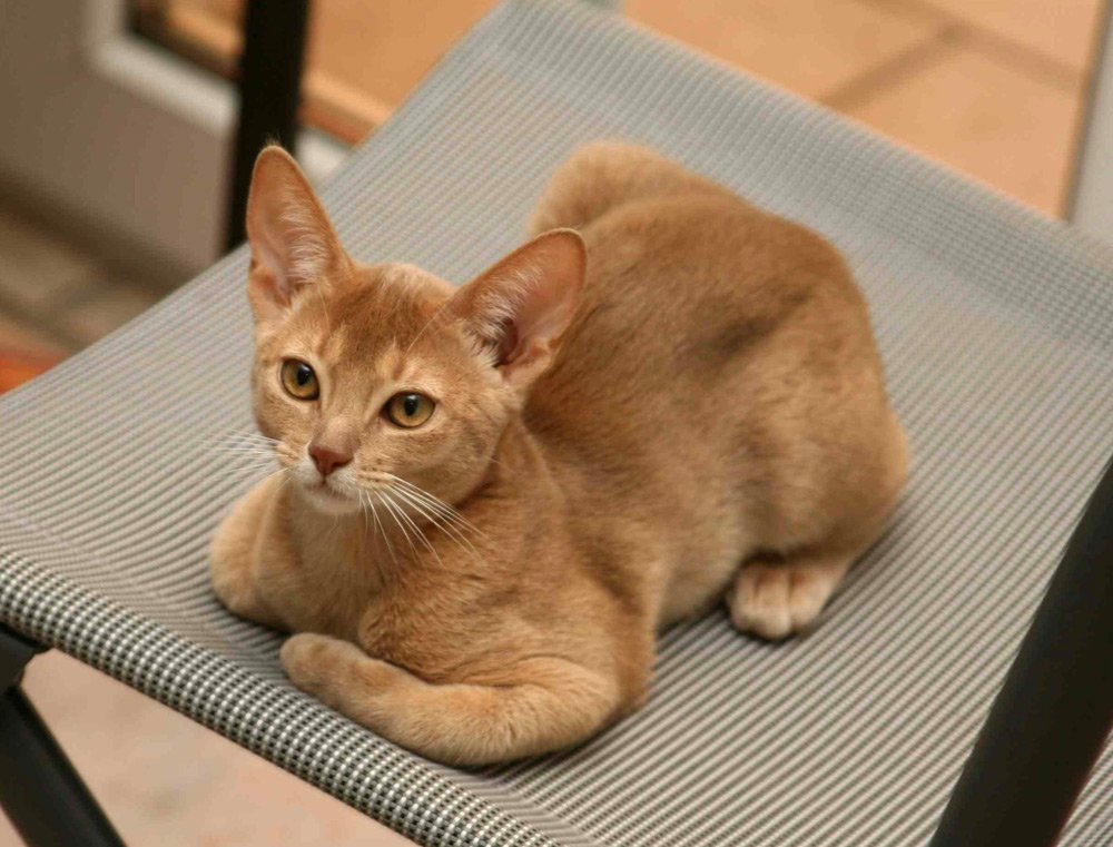 Abyssinian Cat: The Playful Kitten  (image credits: wikimedia)