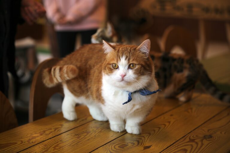 10 Cat Breeds That Stay Kitten-Sized Forever
