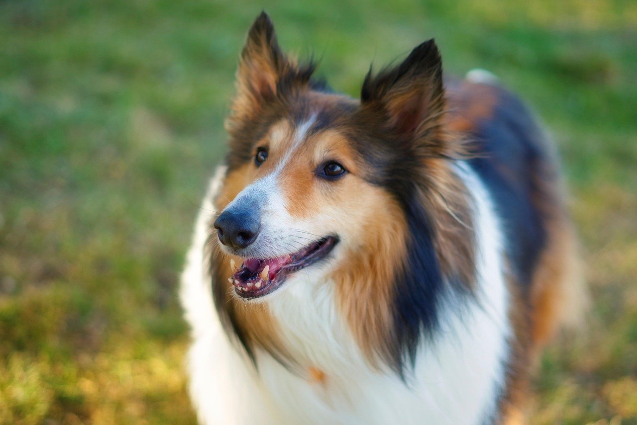 Loyalty to a Fault (image credits: pixabay)