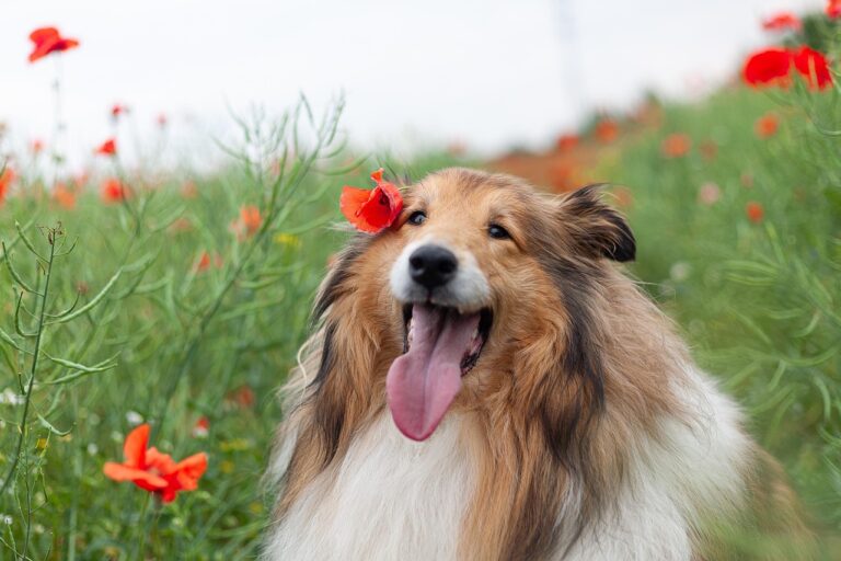 8 Reasons that Make the Rough Collie an Adorable Dog