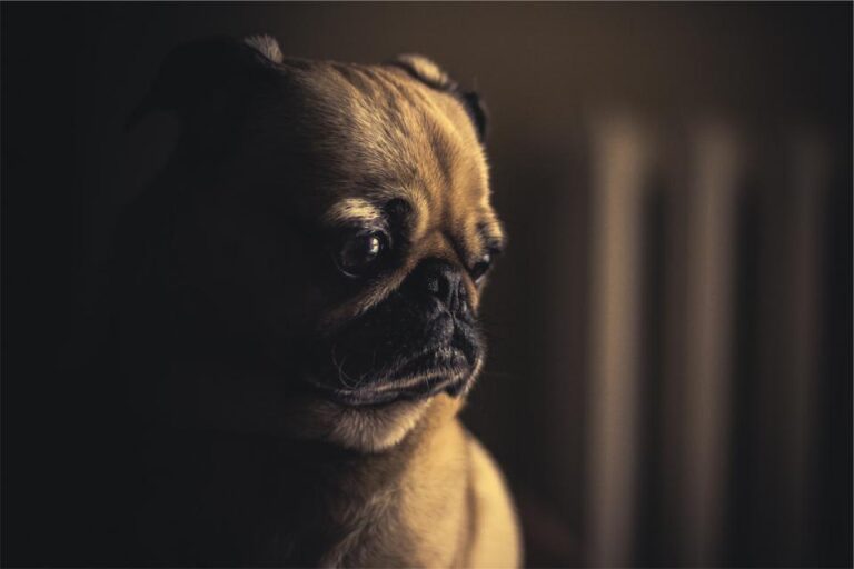 8 Major Reasons How Too Much Alone Time Harms Your Dog