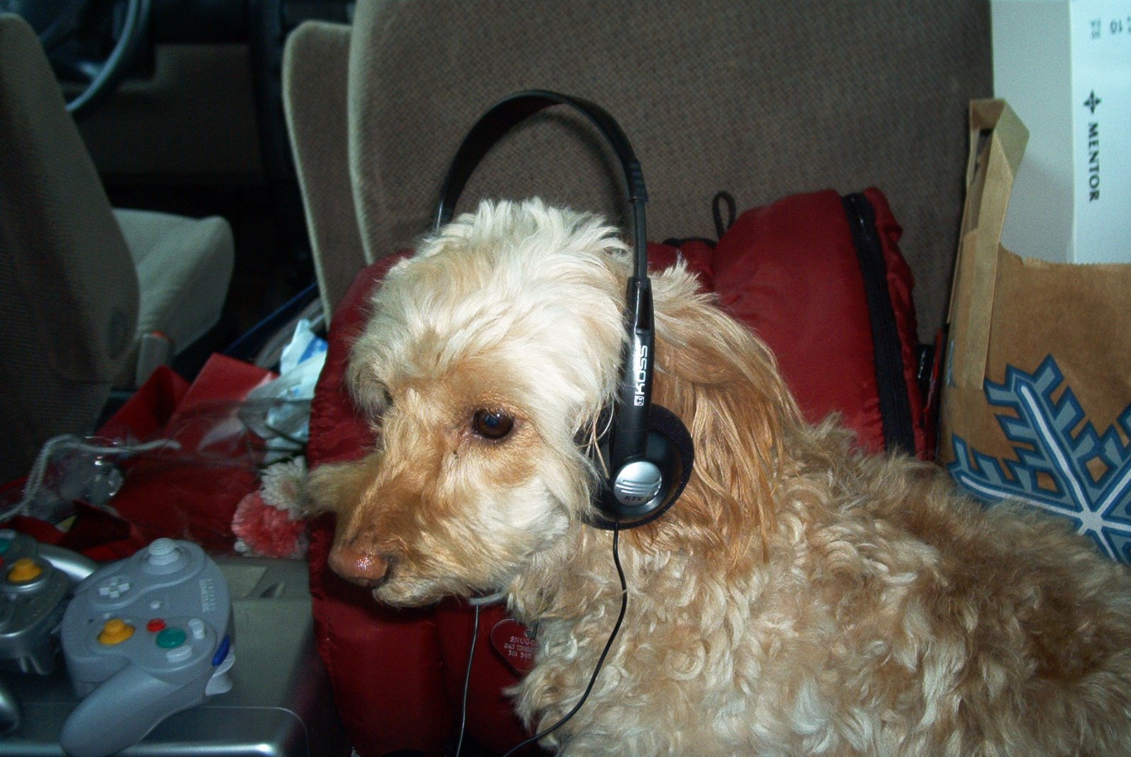 How to Calm Your Dog From Fireworks