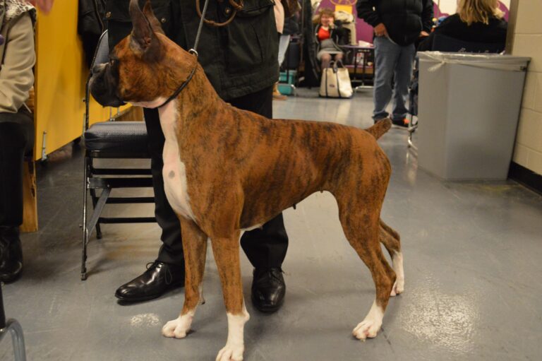 The Pros and Cons of Owning a Boxer