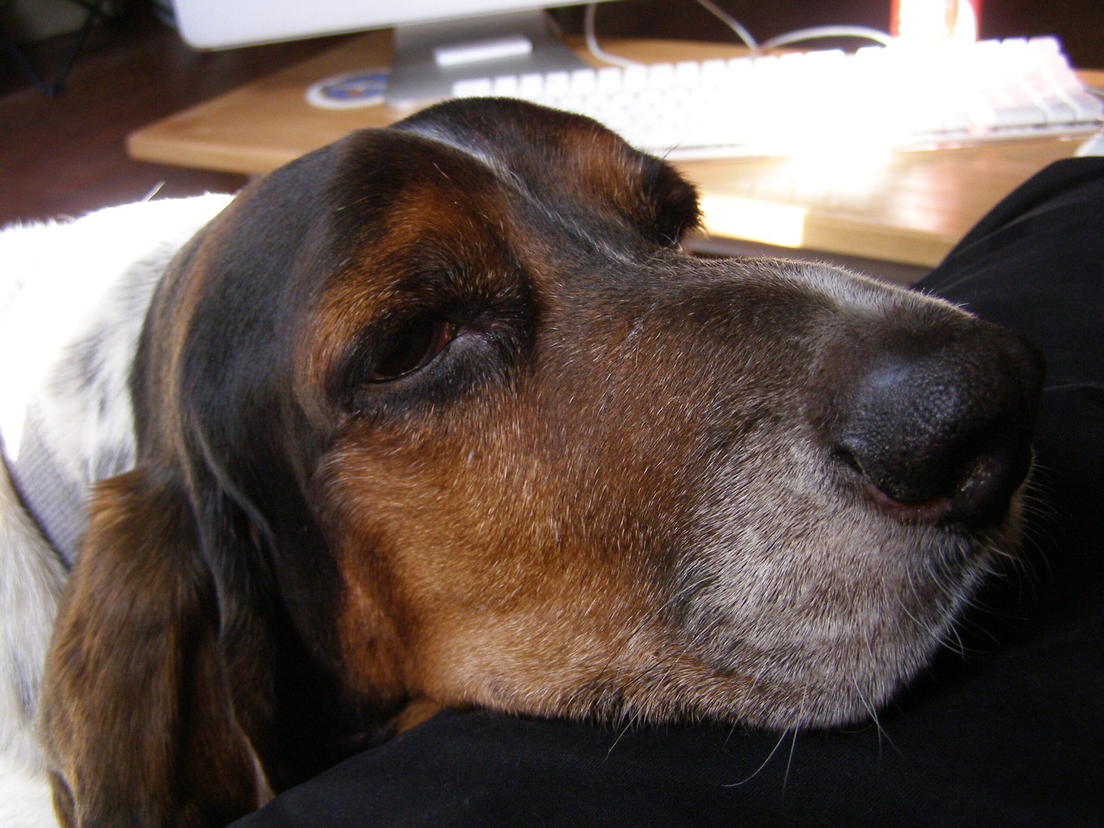 1. Basset Hound: The Low-Key Lounger (image credits: wikimedia)
