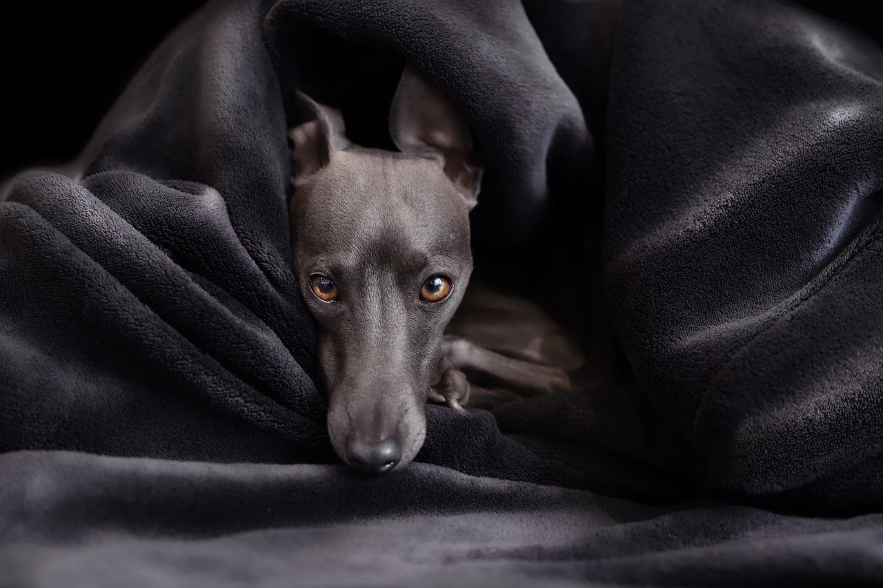 7. Greyhound: The Laid-Back Racer (image credits: pixabay)