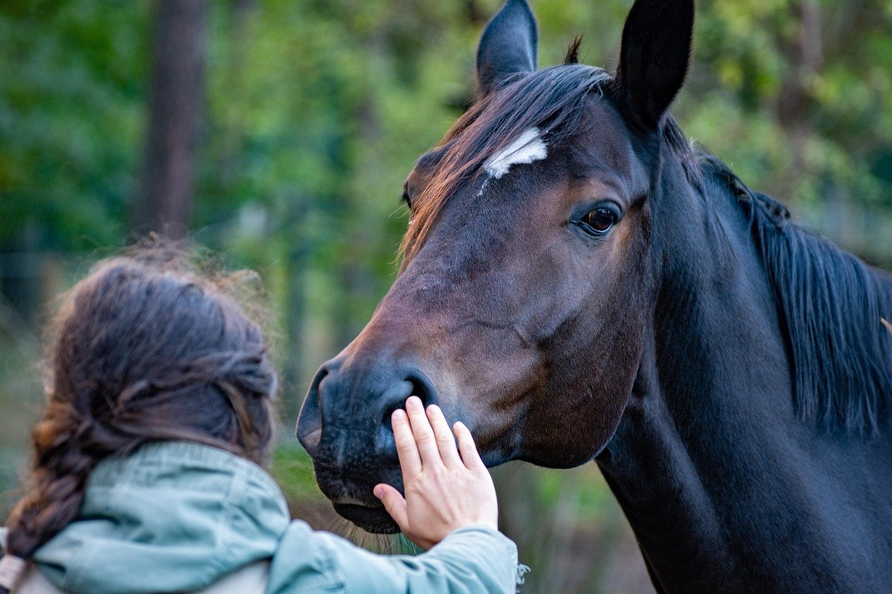 The Emotional Connection Between Humans and Horses (image credits: pixabay)