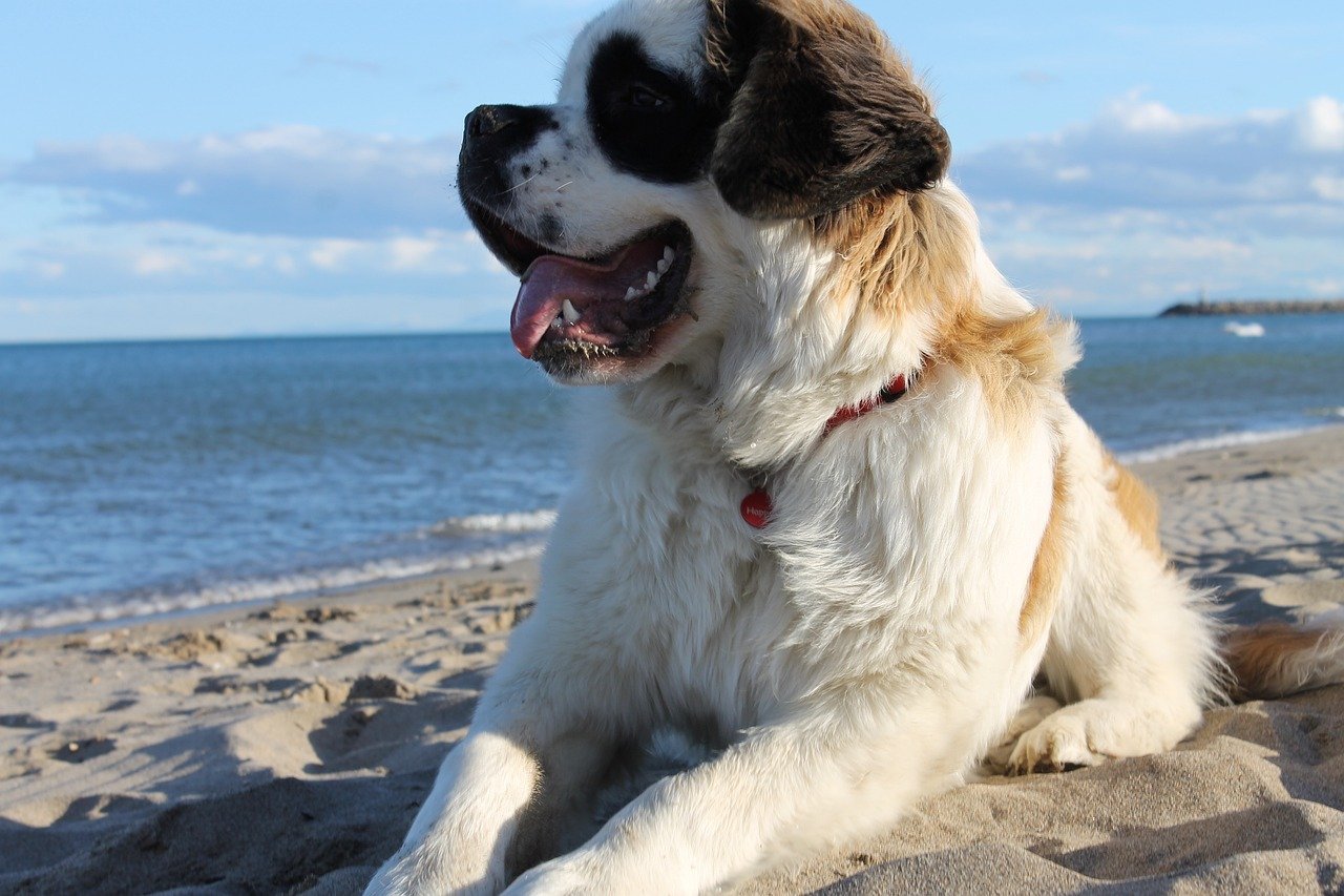 10 Cuddly Large Dog Breeds Who Will Turn You into Their Personal Pillow