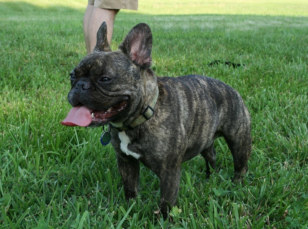 5. The Faithful French Bulldog (image credits: wikimedia)