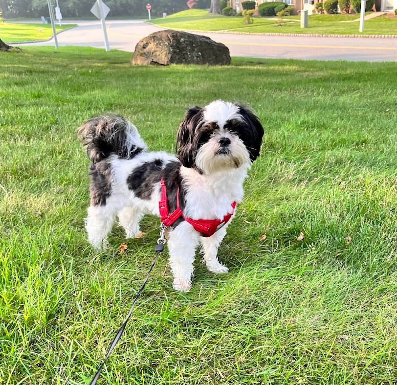 8. The Steadfast Shih Tzu (image credits: wikimedia)