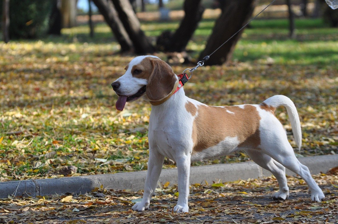 14. The Friendly Beagle (image credits: pixabay)