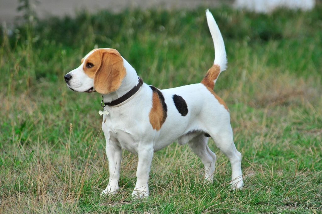 Beagle: The Curious Explorer