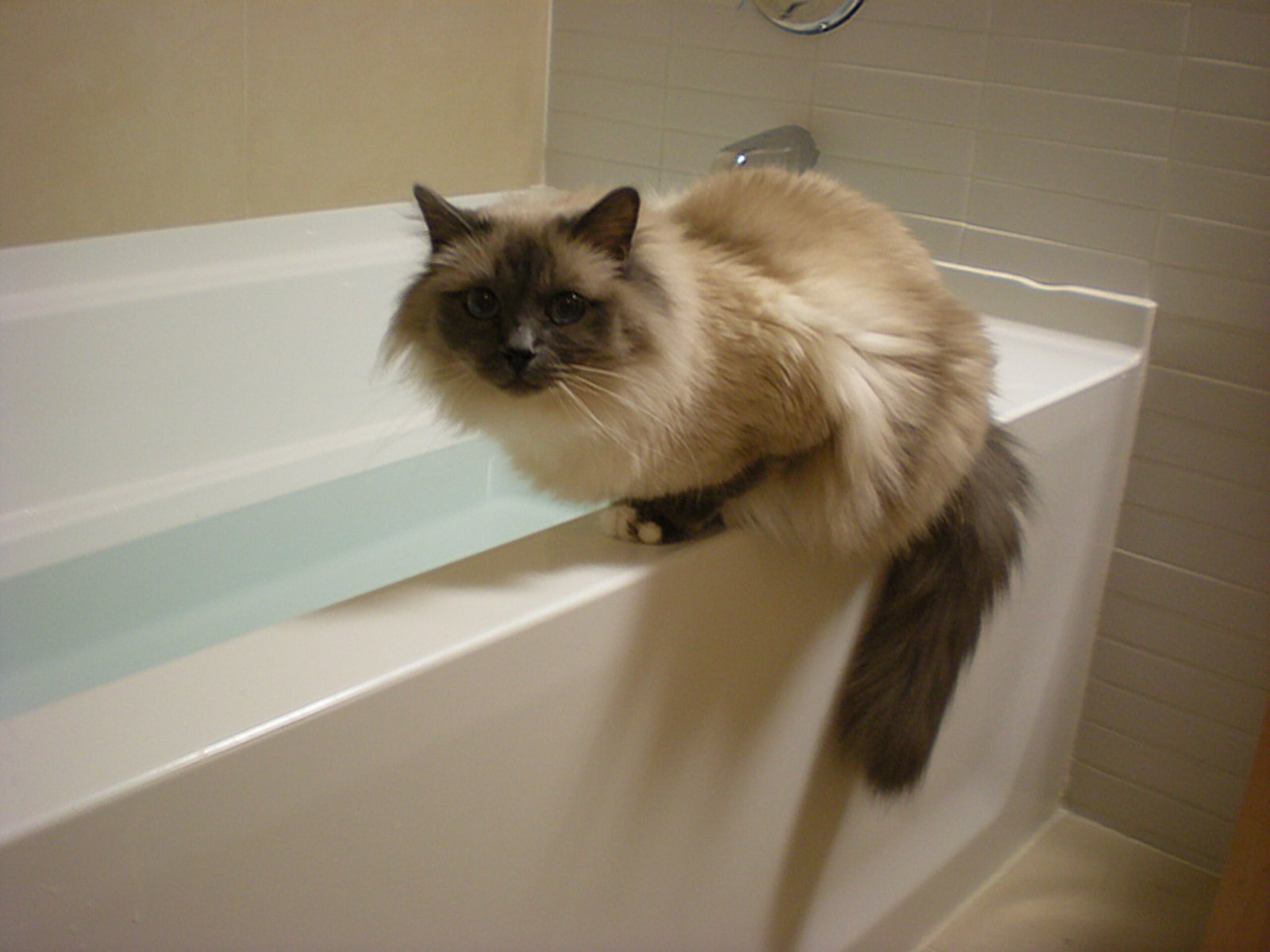 Birman: The Sacred Cat of Burma (image credits: wikimedia)
