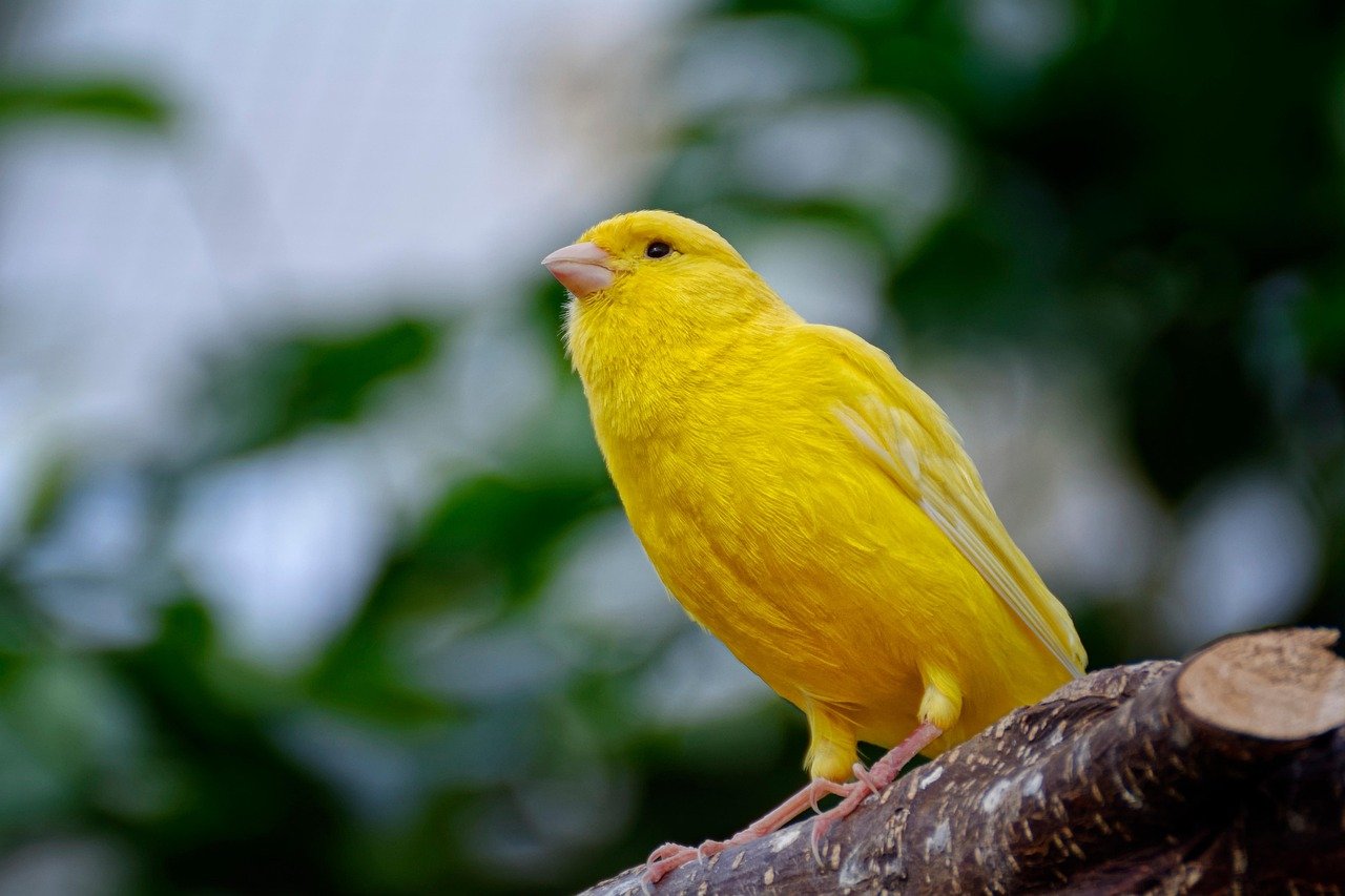 Canary: The Melodious Singer (image credits: pixabay)
