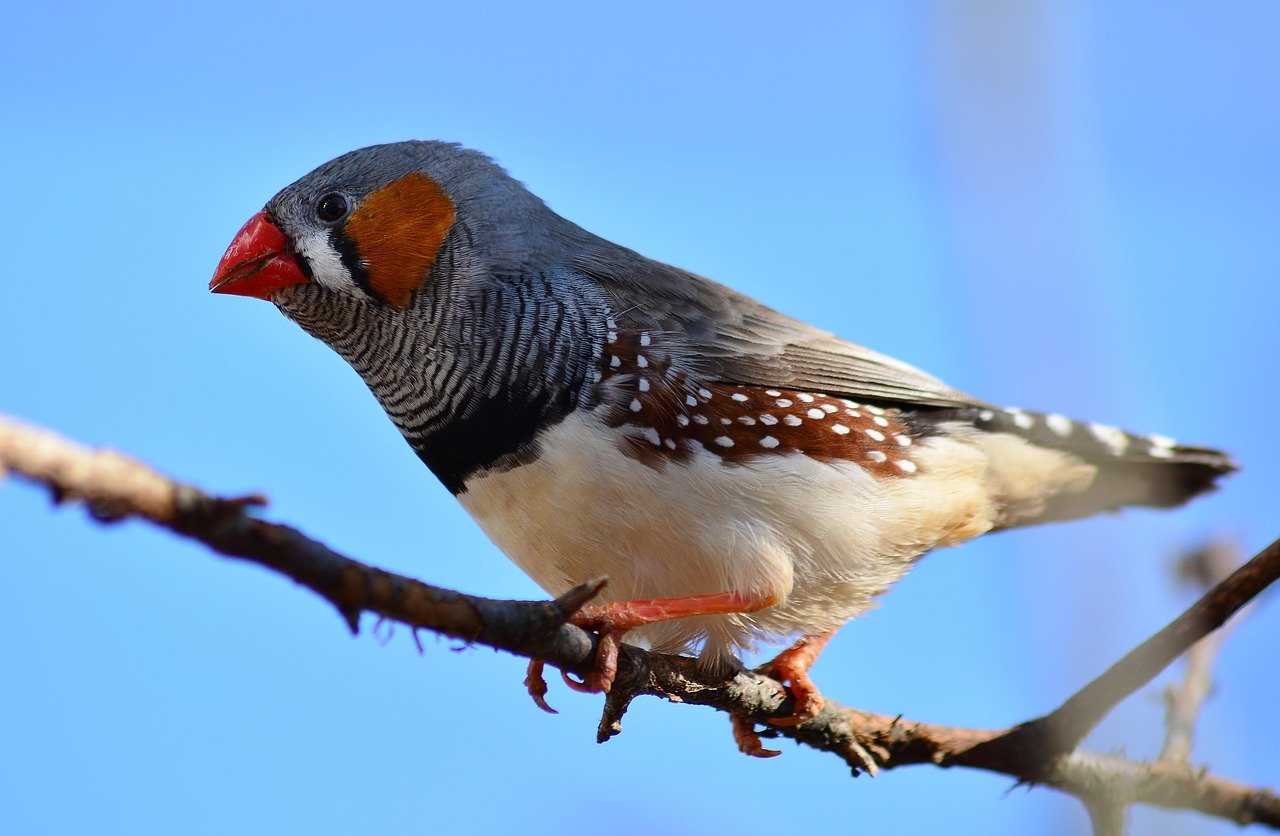 Zebra Finch: The Social Entertainer (image credits: pixabay)