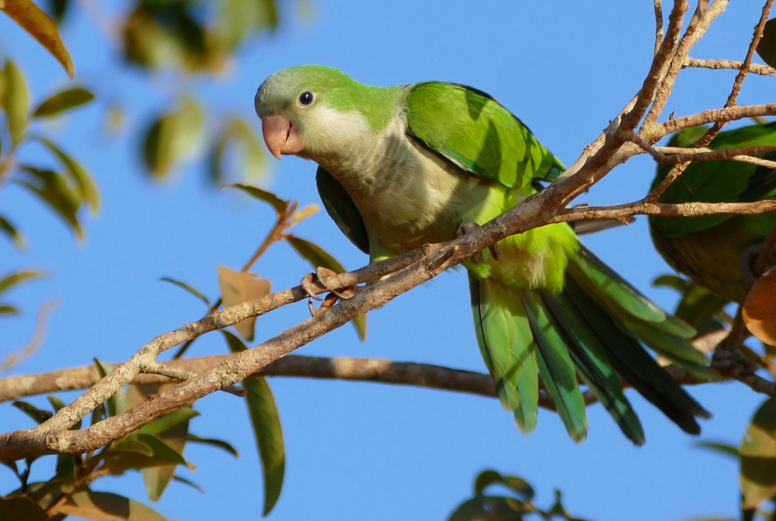 Quaker Parrot: The Playful Parrot (image credits: wikimedia)