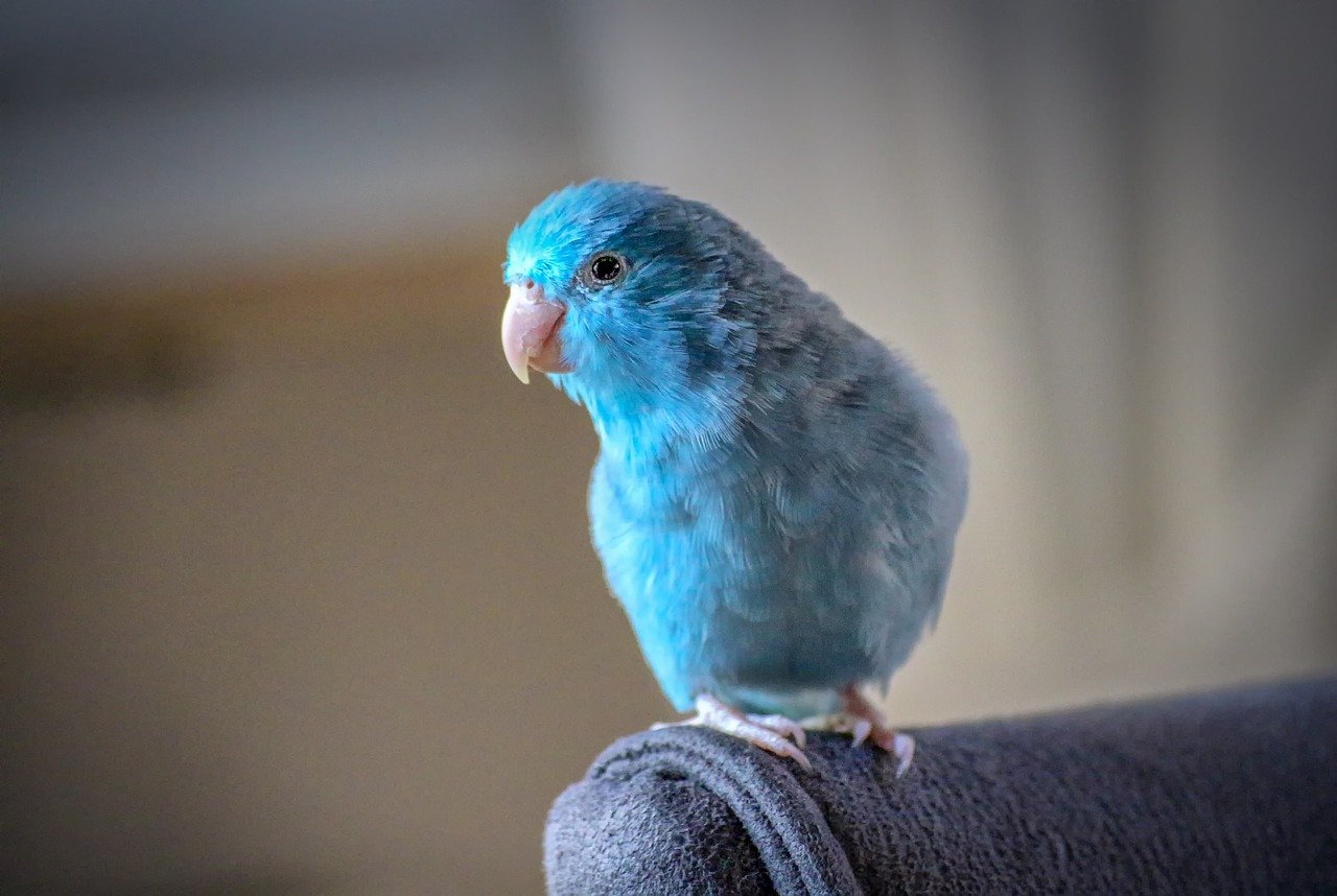 Parrotlet: The Tiny Dynamo (image credits: pixabay)
