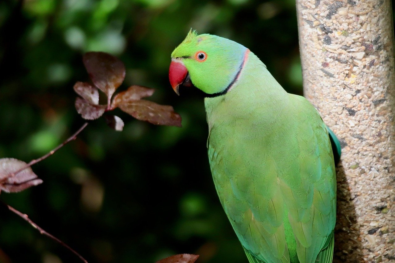 Ring-necked Parakeet: The Graceful Talker (image credits: pixabay)