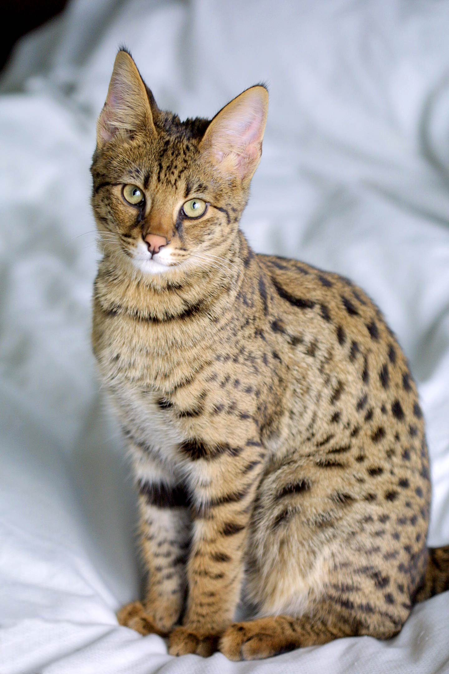 Savannah Cat: The Wildly Intelligent Hybrid (image credits: wikimedia)