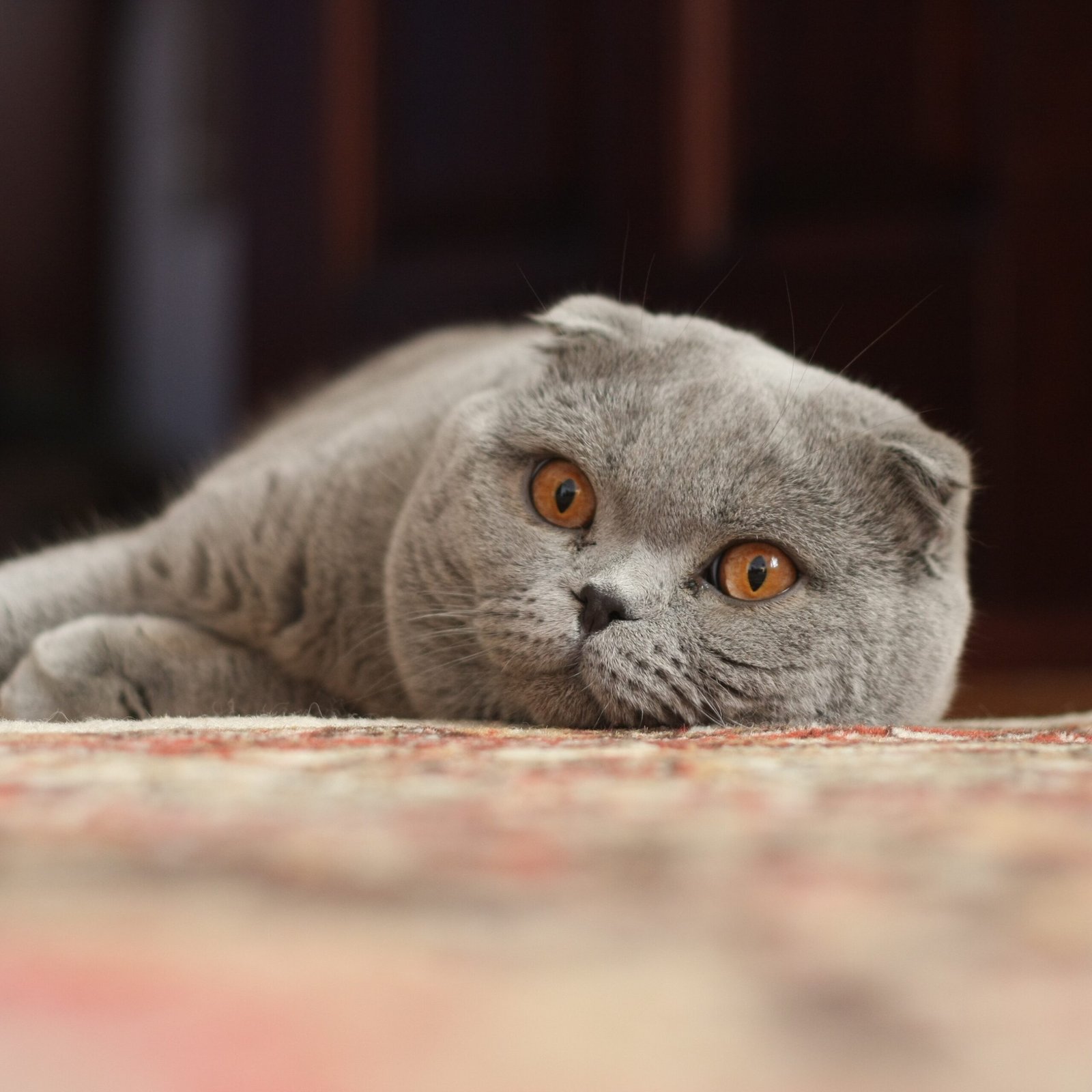 Scottish Fold: The Intelligent Observer (image credits: wikimedia)