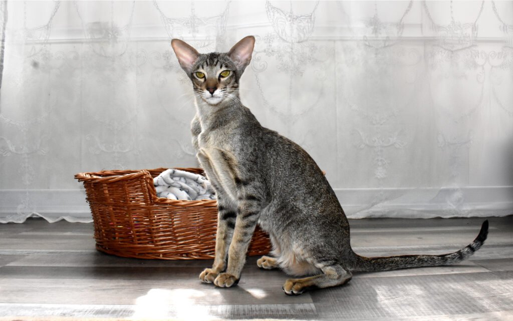 Oriental Shorthair: The Eloquent Entertainer