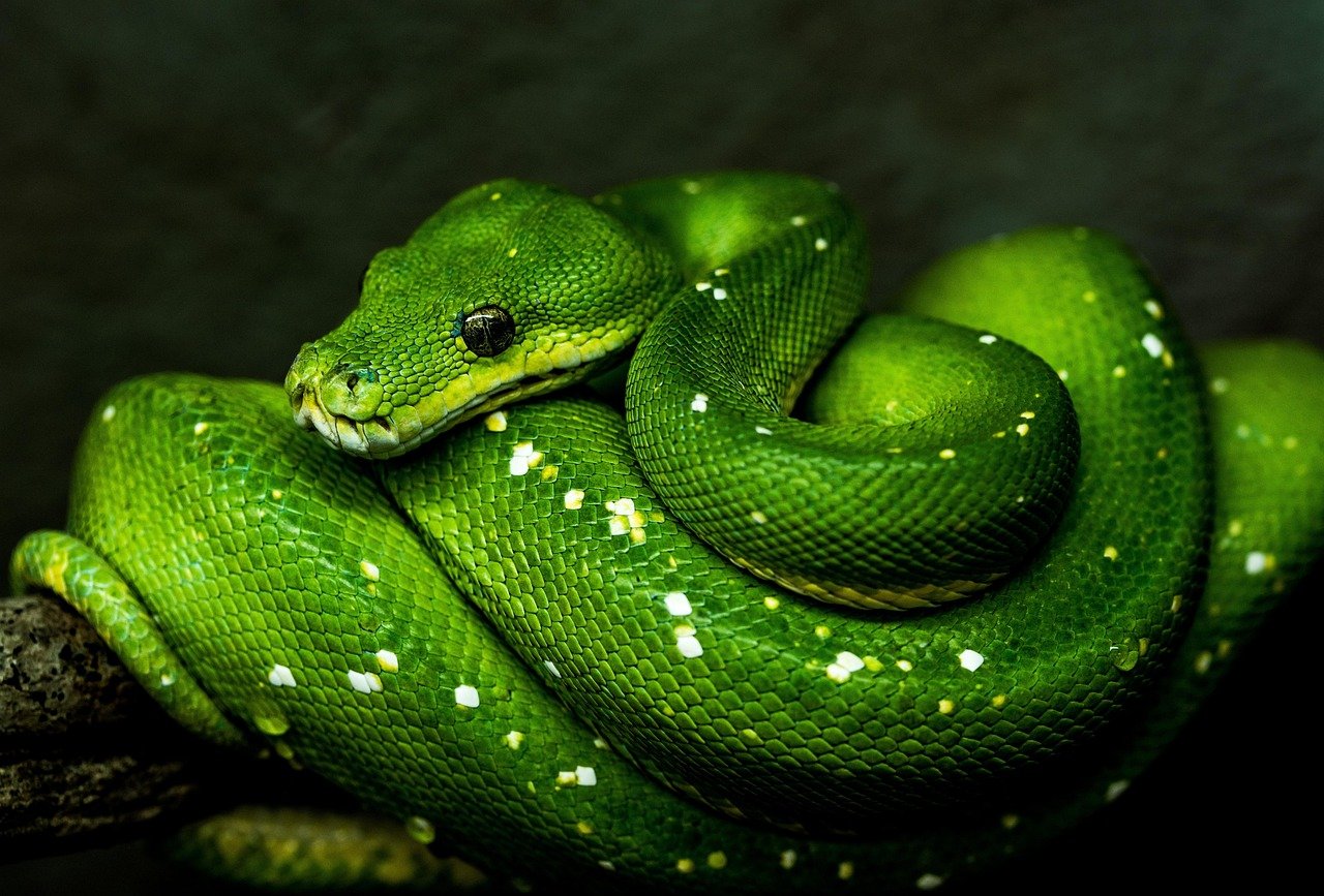 Understanding the Natural Habitat (image credits: pixabay)