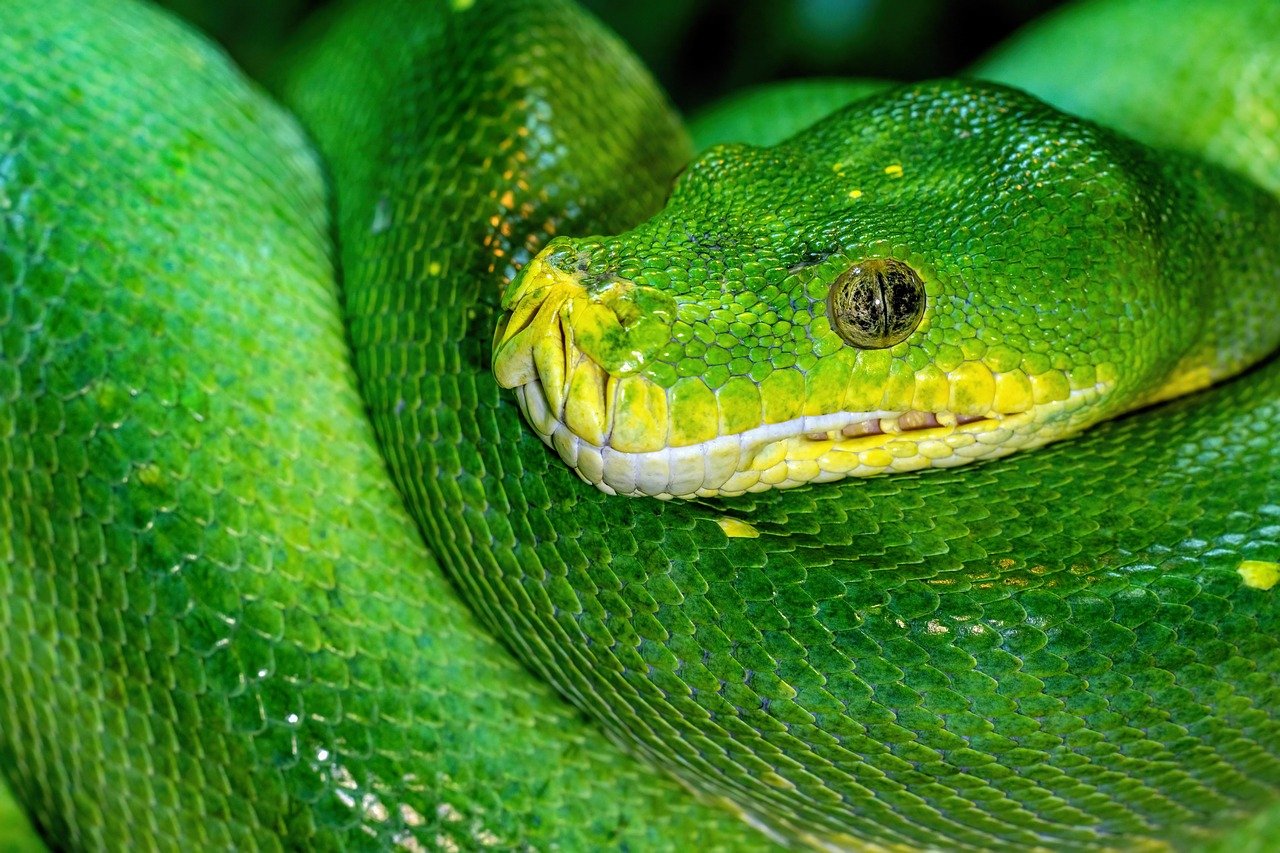 Providing Enrichment (image credits: pixabay)