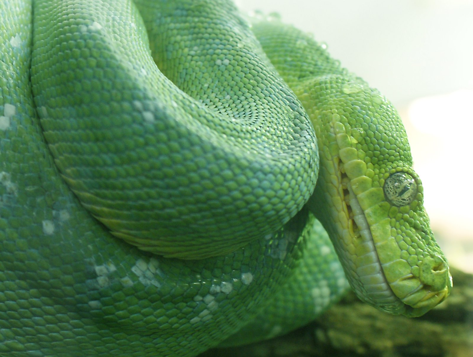 Understanding Shedding Process (image credits: wikimedia)