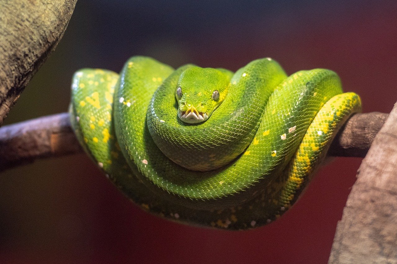 10 Essential Care Tips for the Beautiful Green Tree Python