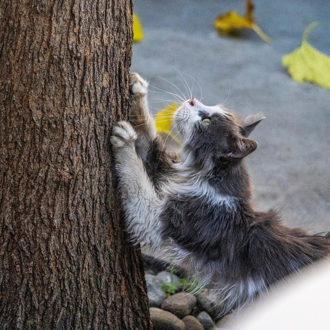Strategic Scratching (image credits: pixabay)