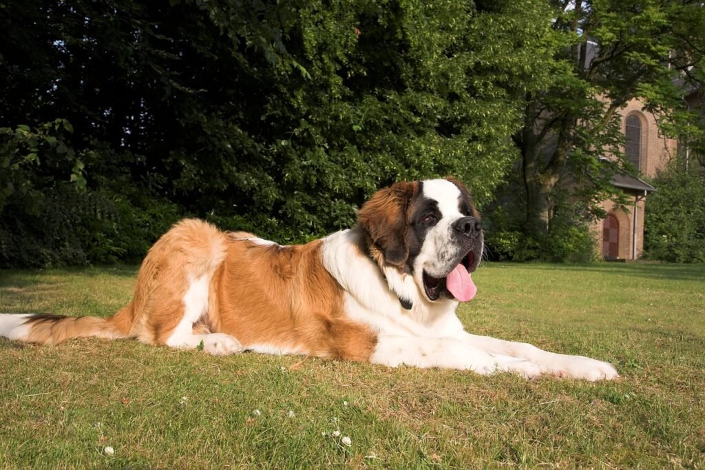 4. Saint Bernard