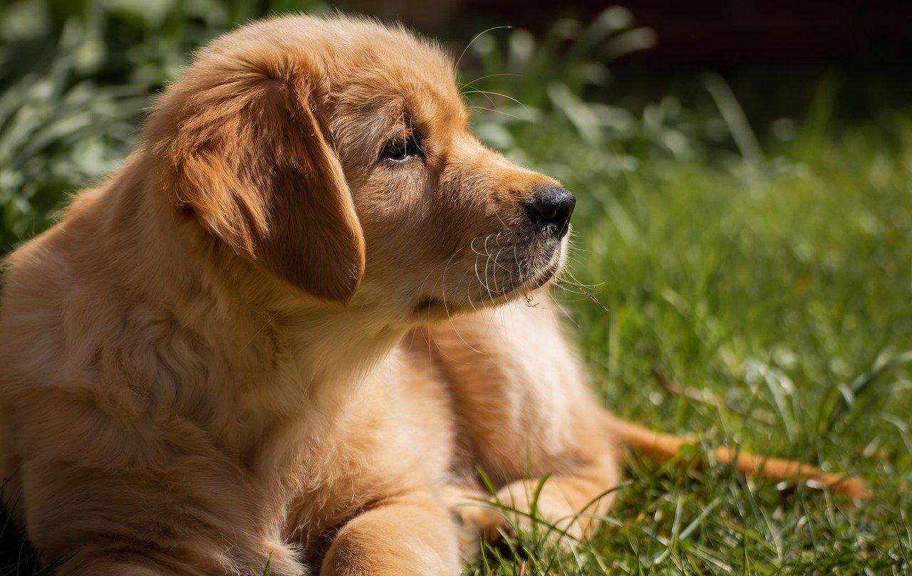 Golden Retriever: The Friendly Optimist (image credits: pixabay)