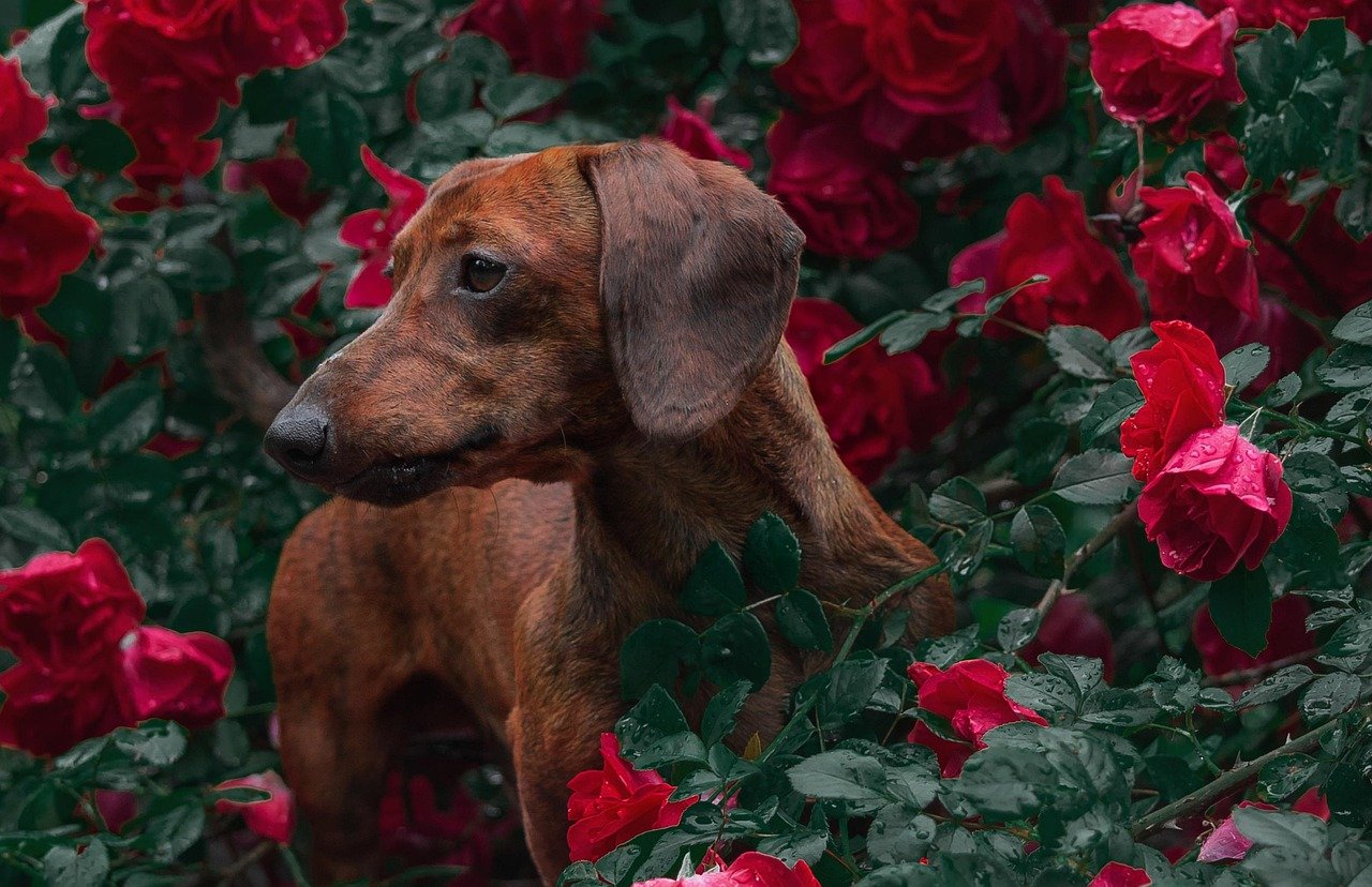 Delightful Dachshunds (image credits: pixabay)