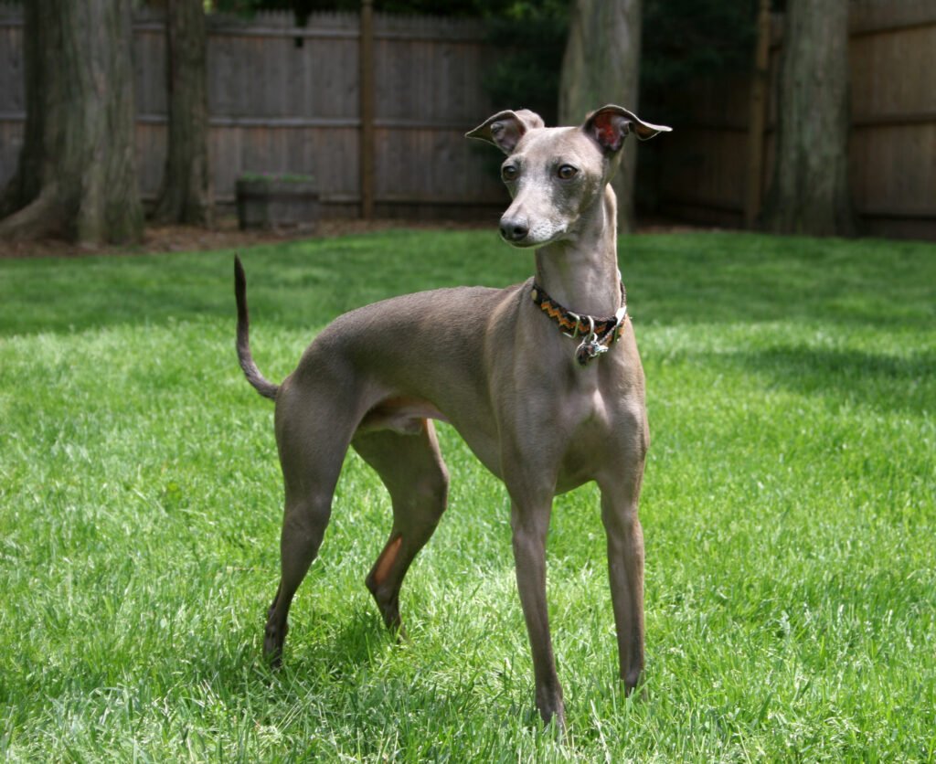 10. Italian Greyhound: The Graceful Guardian